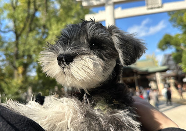 .schnau(ドットシュナ)