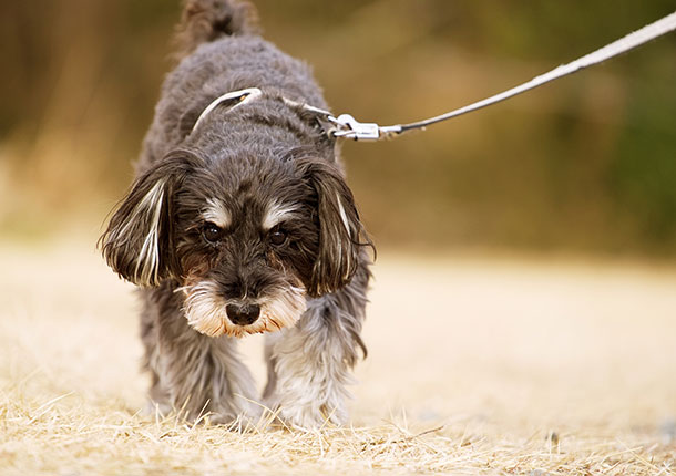 .schnau(ドットシュナ)