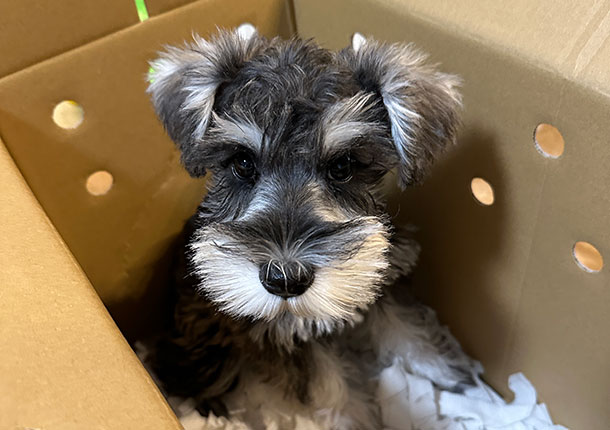 .schnau(ドットシュナ)