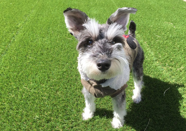 .schnau(ドットシュナ)