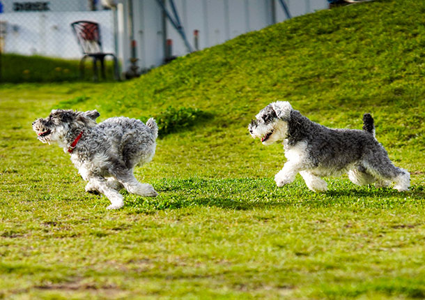 .schnau(ドットシュナ)