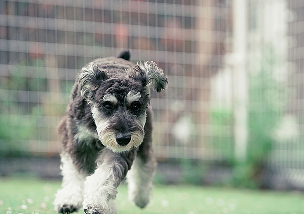 .schnau(ドットシュナ)