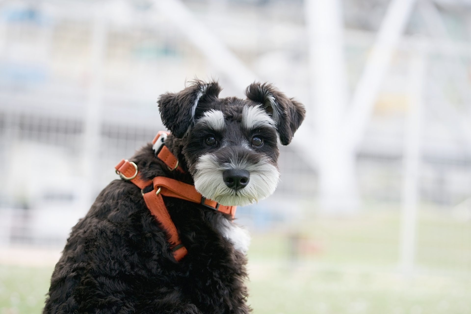 シュナウザー専門雑貨のオンラインサイト