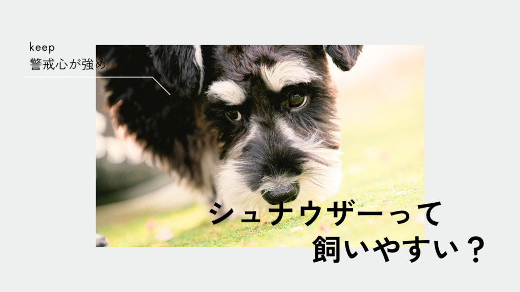 シュナウザーは飼いやすい？初心者に向いている理由と大変なところ