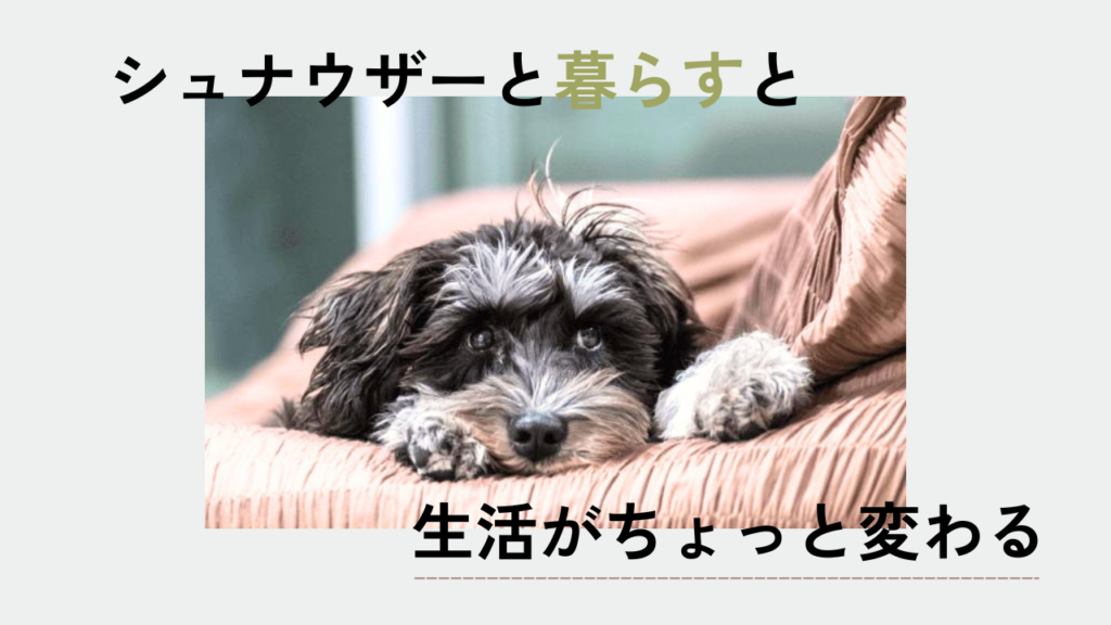 シュナウザーと暮らすと生活がちょっと変わる