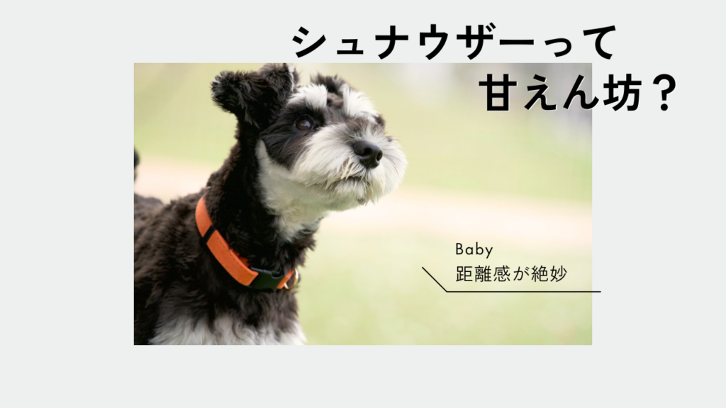 シュナウザーって、甘えん坊ですか？