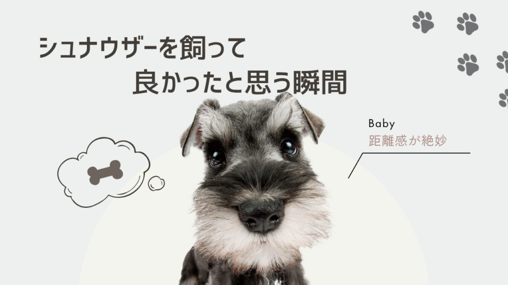 シュナウザーを飼ってよかったと思う瞬間7選