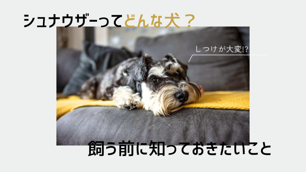 シュナウザーってどんな犬？