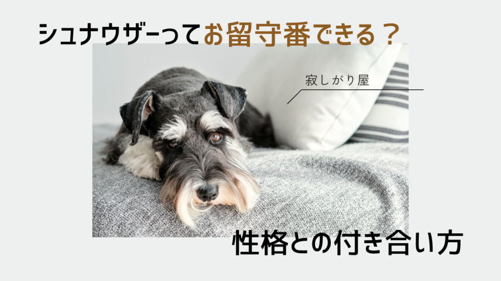 シュナウザーは寂しがり屋。寂しがり屋な性格との付き合い方