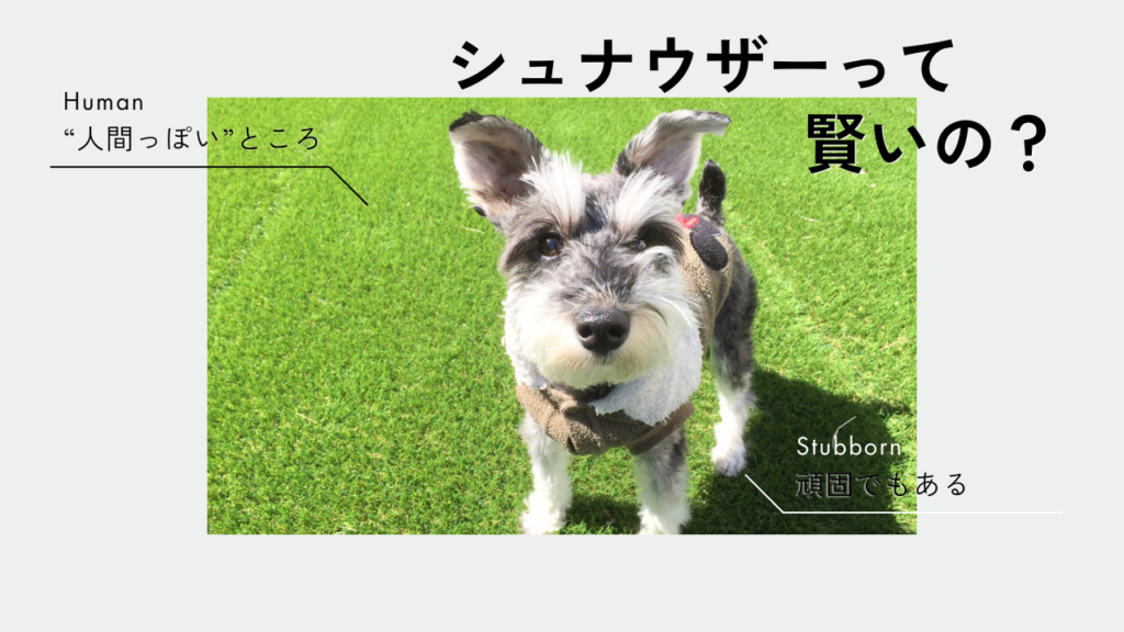 シュナウザーは賢い？“人間っぽい”と言われる理由