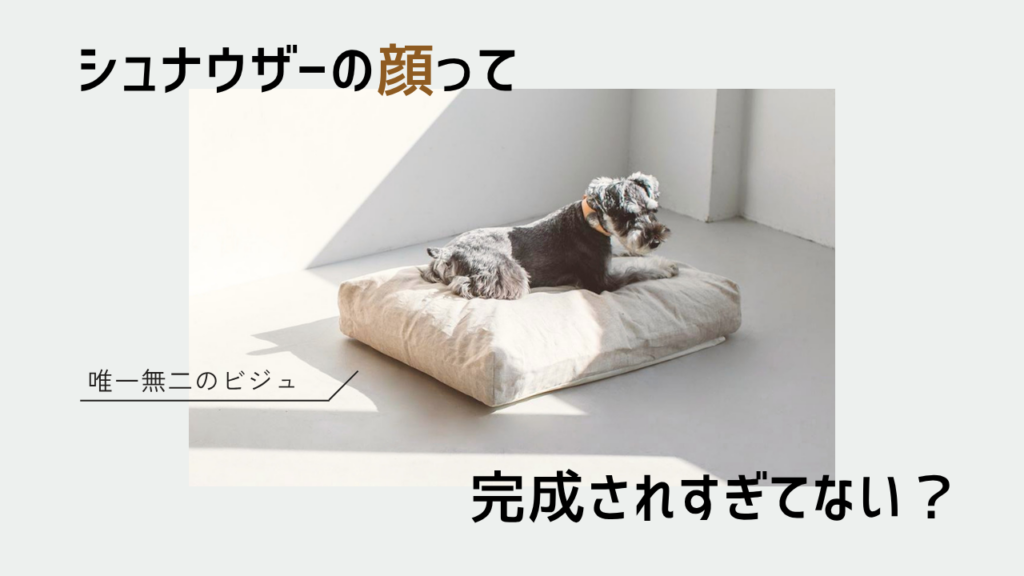 シュナウザーの顔って完成されすぎてない？