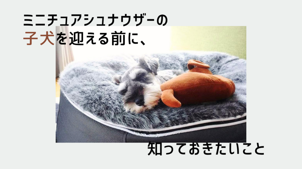 初めてでも安心？ミニチュアシュナウザーの子犬を迎える前に知っておきたいこと