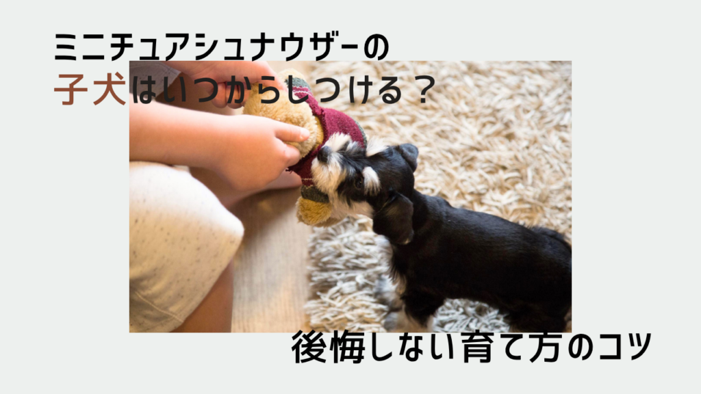 ミニチュアシュナウザーの子犬はいつからしつける？後悔しない育て方のコツ