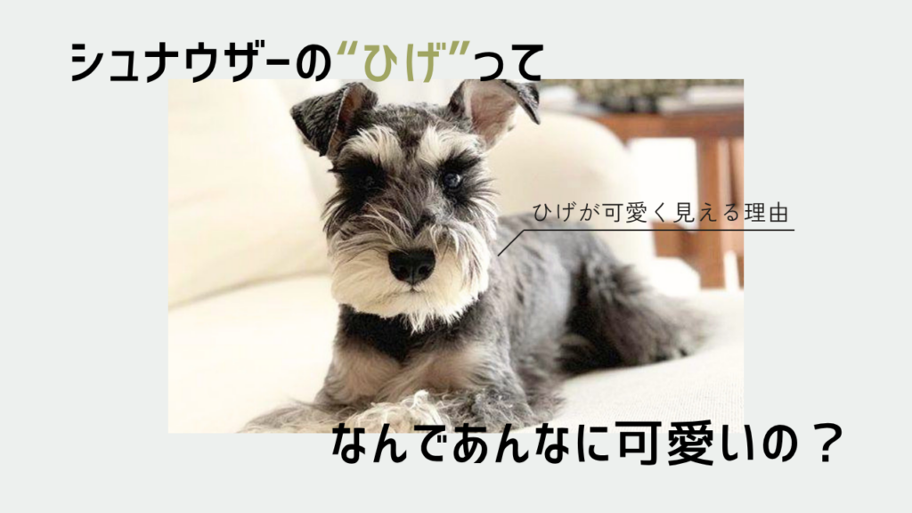 シュナウザーのひげってなんであんなに可愛いの？